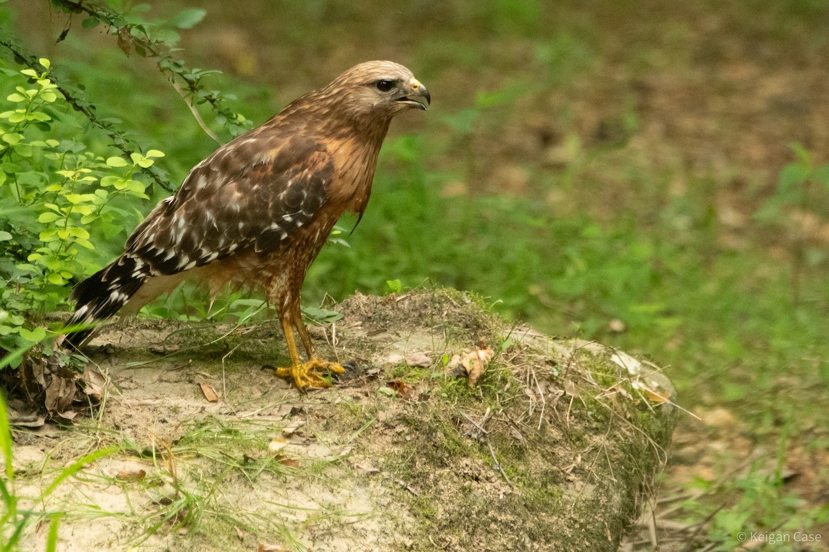 Red-shouldered Hawk (lineatus Group) - ML614931862