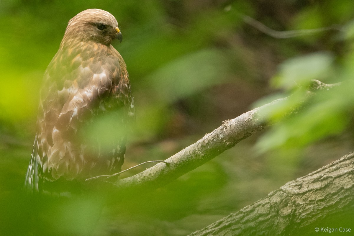 Red-shouldered Hawk (lineatus Group) - ML614931863