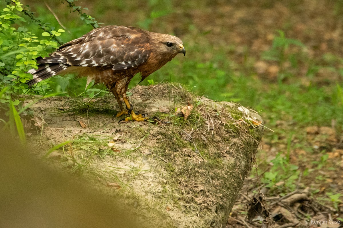 Red-shouldered Hawk (lineatus Group) - ML614931864