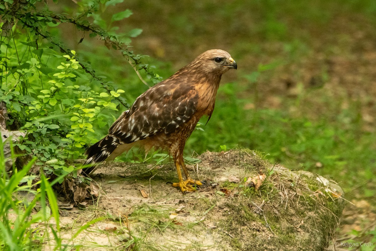 Red-shouldered Hawk (lineatus Group) - ML614931866