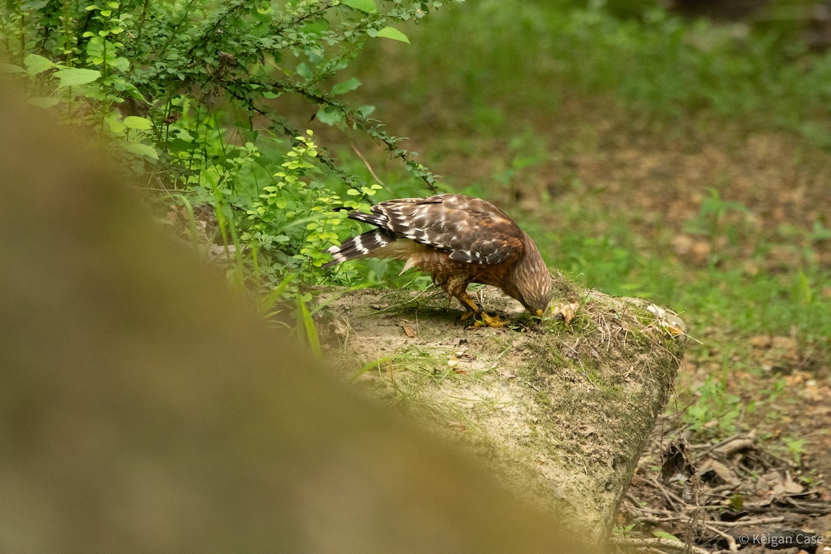 Red-shouldered Hawk (lineatus Group) - ML614931869