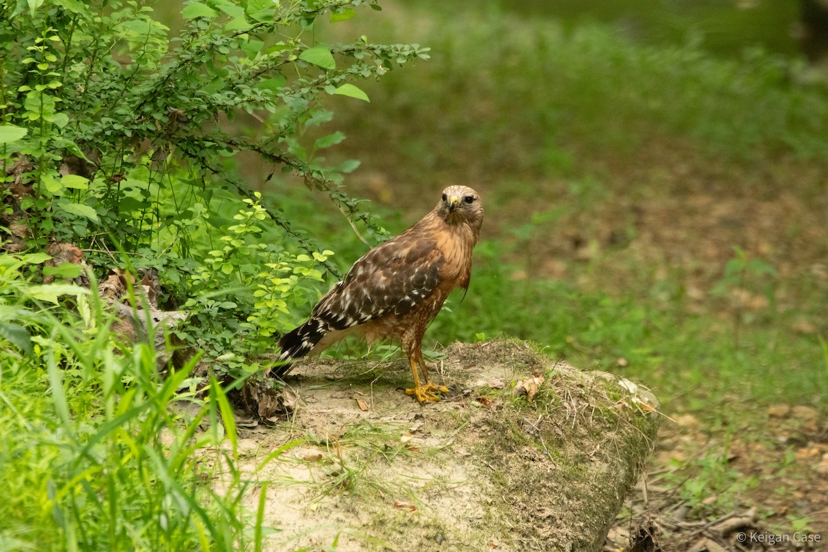 Red-shouldered Hawk (lineatus Group) - ML614931871