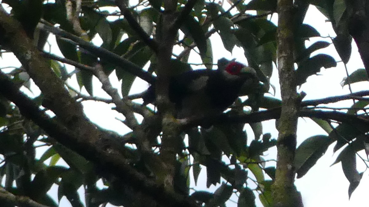 Red-faced Malkoha - ML614932060