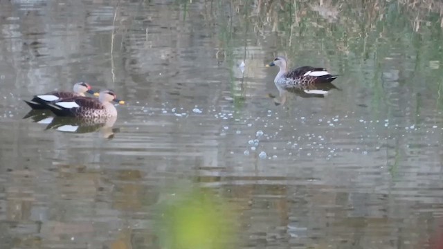 Indian Spot-billed Duck - ML614932199