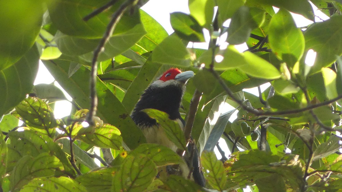 Red-faced Malkoha - ML614932223
