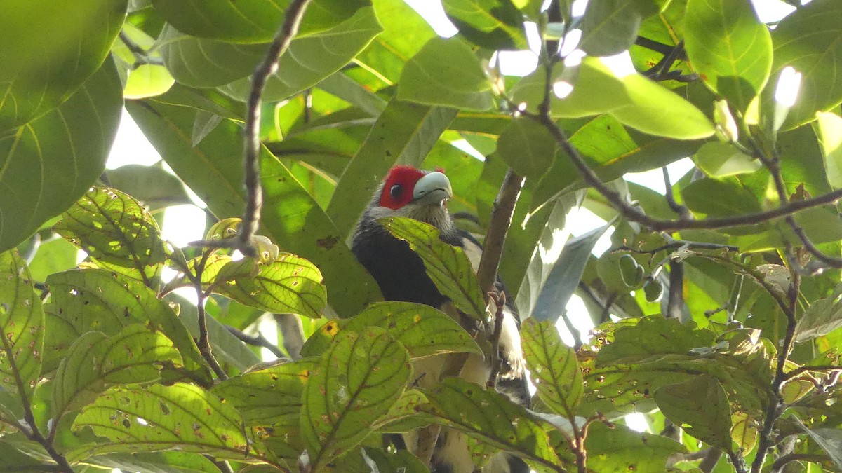 Red-faced Malkoha - ML614932224