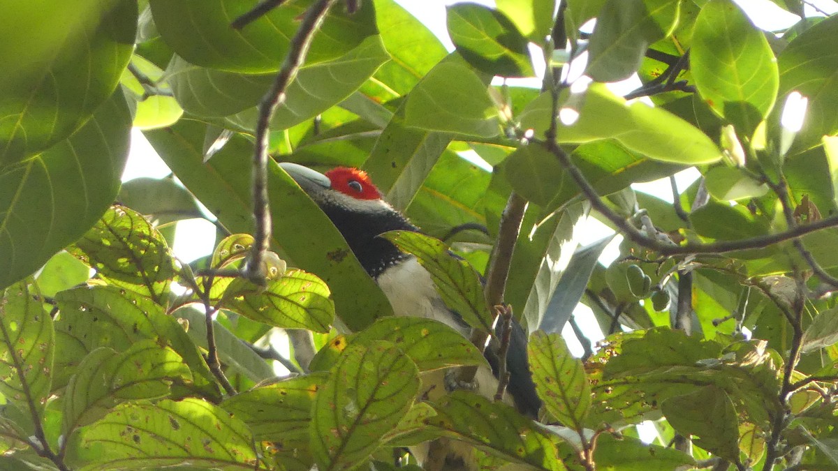Red-faced Malkoha - ML614932225