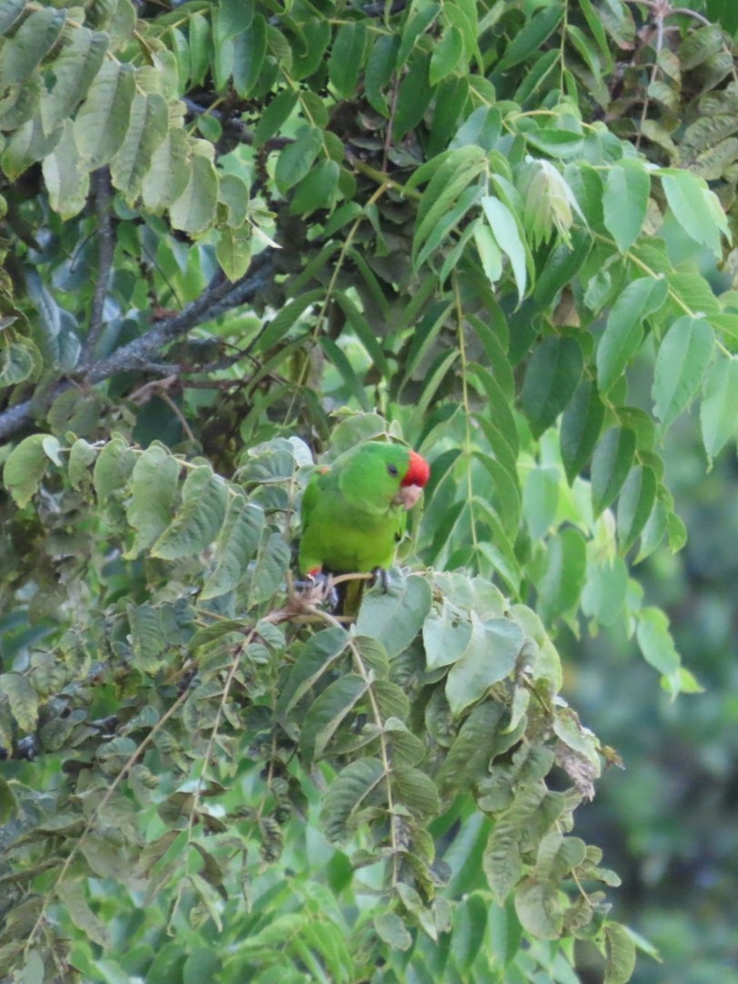 Scarlet-fronted Parakeet - Greenbelt  Marc