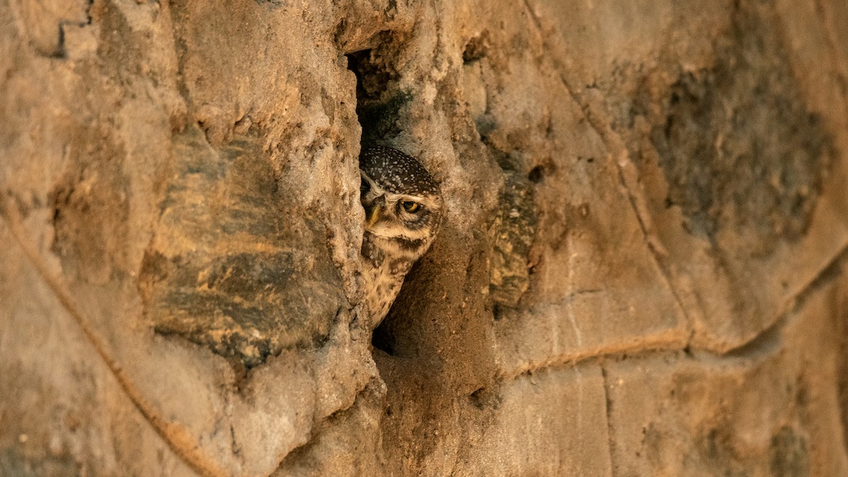 Spotted Owlet - ML614932501
