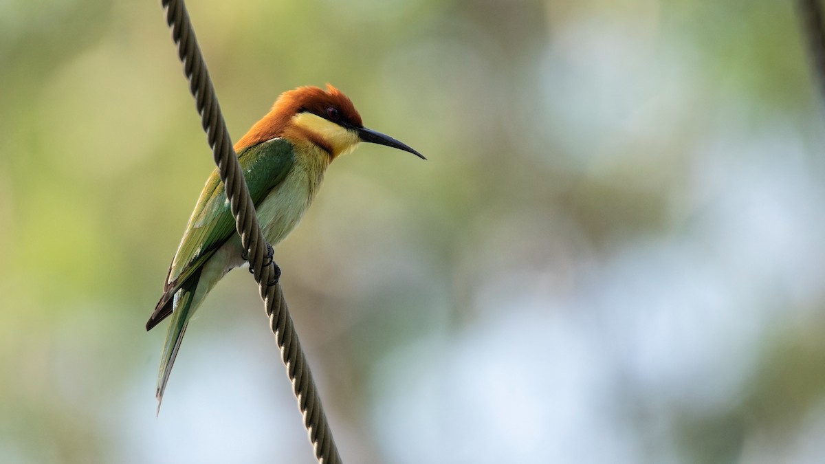 Chestnut-headed Bee-eater - Garima Bhatia