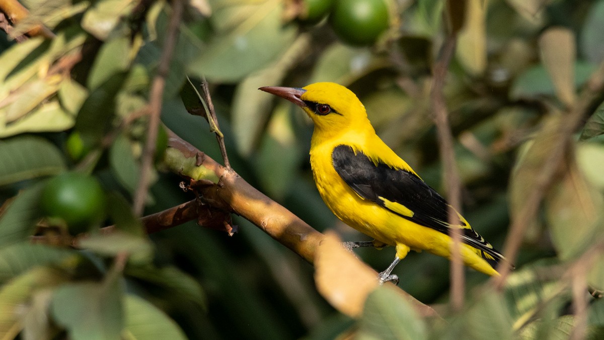Indian Golden Oriole - ML614932521