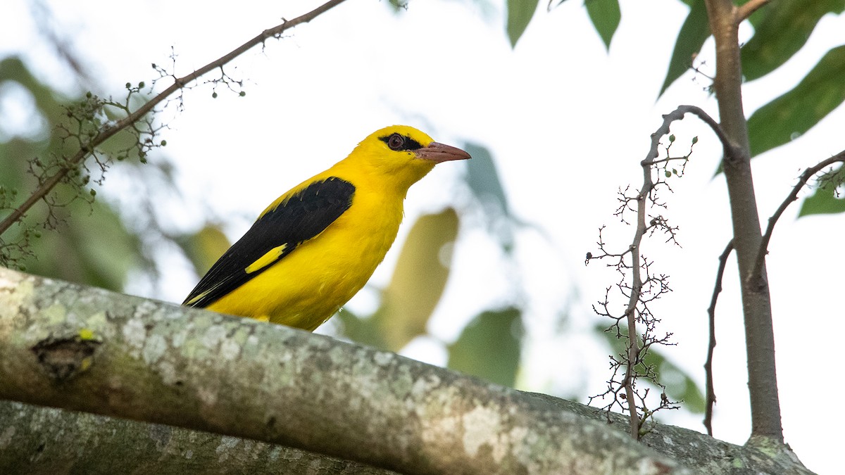 Indian Golden Oriole - ML614932522
