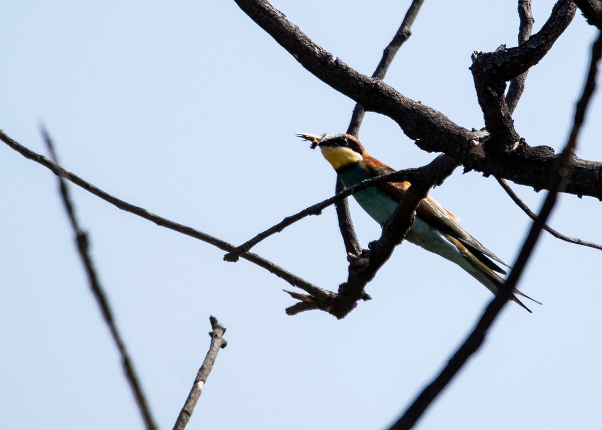 European Bee-eater - Garima Bhatia