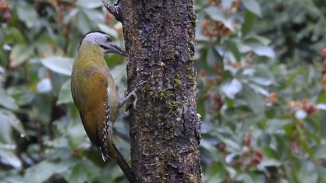 Gray-headed Woodpecker - ML614932764