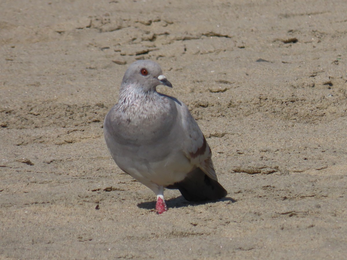 Rock Pigeon (Feral Pigeon) - ML614932778