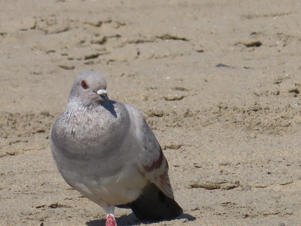 Rock Pigeon (Feral Pigeon) - ML614932784