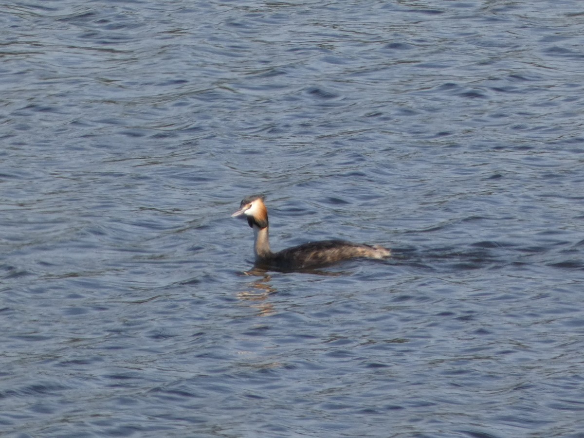 Great Crested Grebe - ML614932830