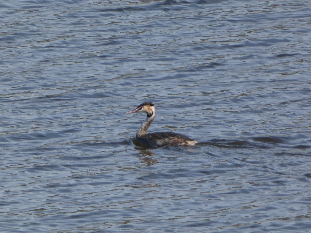 Great Crested Grebe - ML614932831