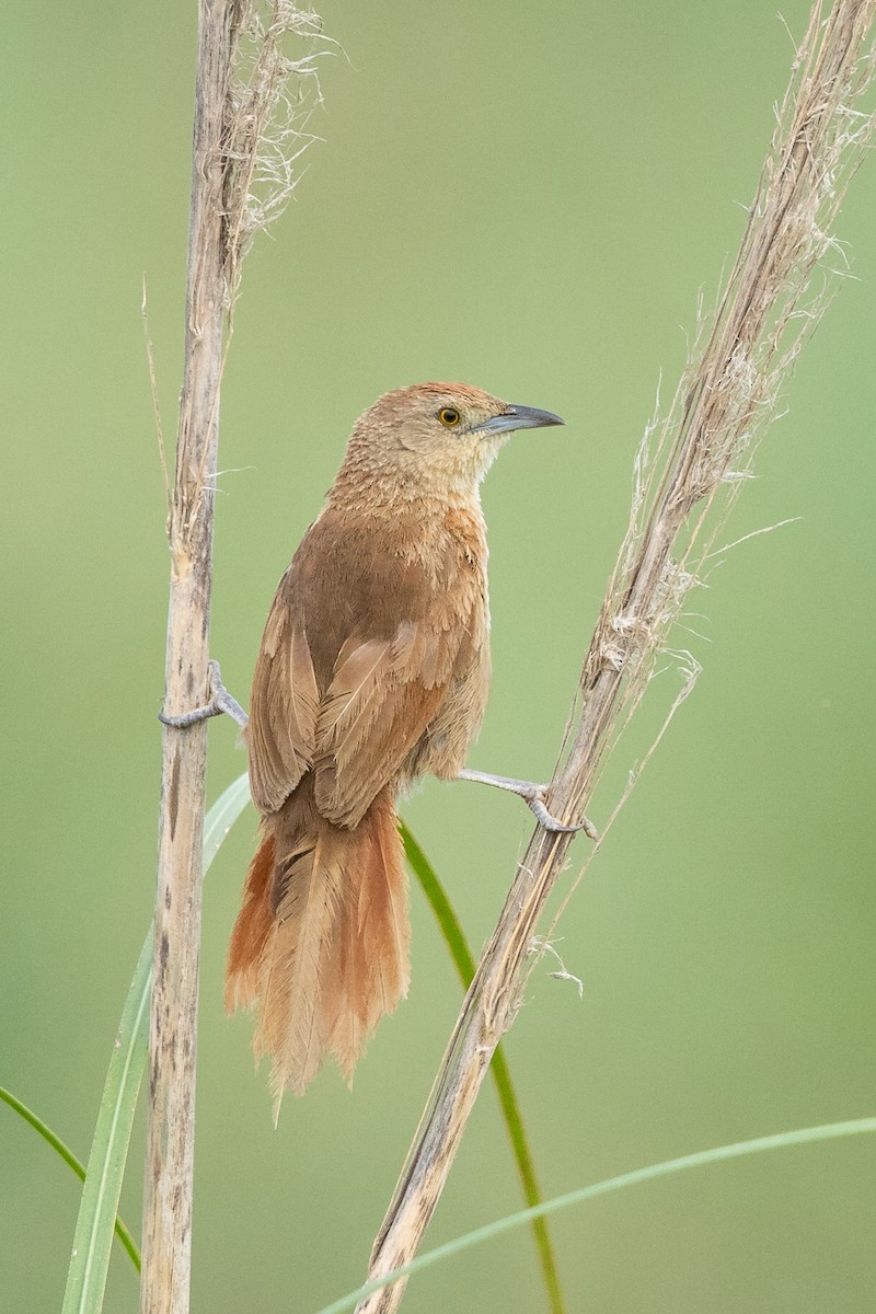 Freckle-breasted Thornbird - Ilya Povalyaev