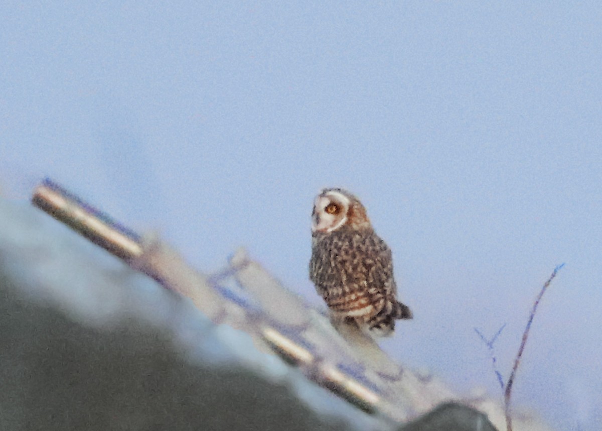 Short-eared Owl - ML614932954
