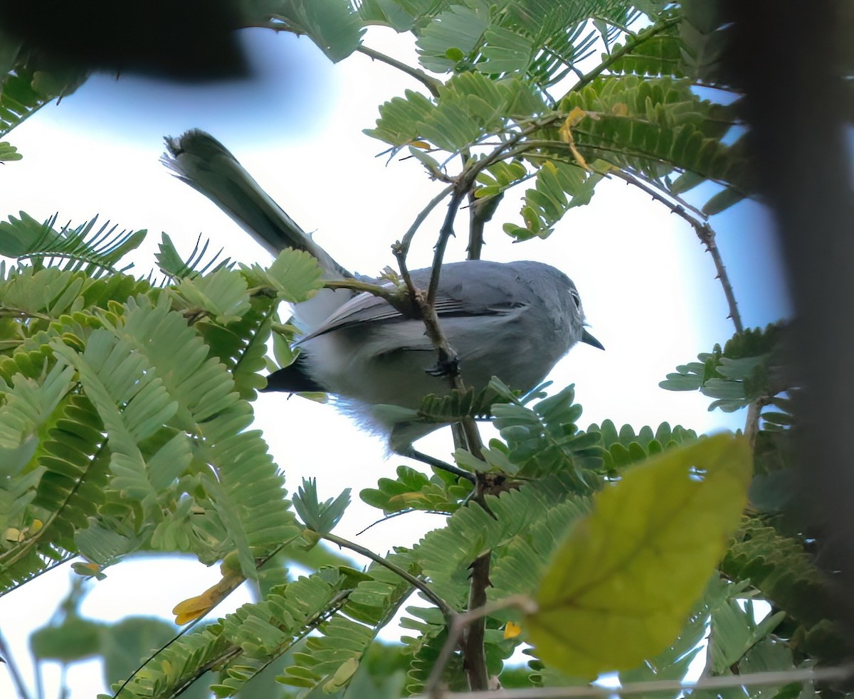 Blue-gray Gnatcatcher (Cozumel) - Greg Plowman