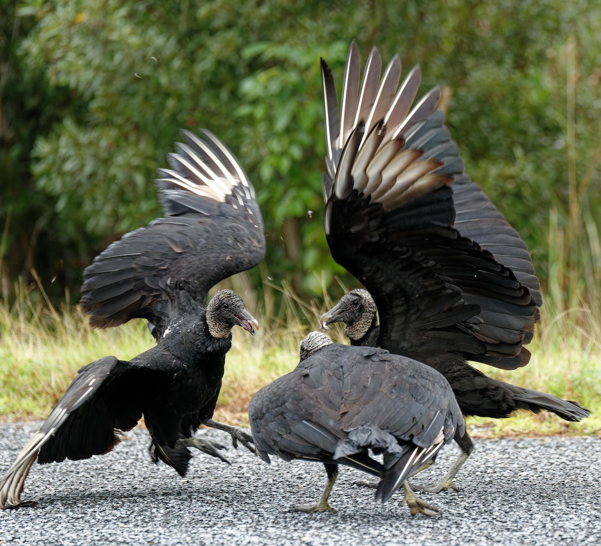 Black Vulture - Leslie Holzmann