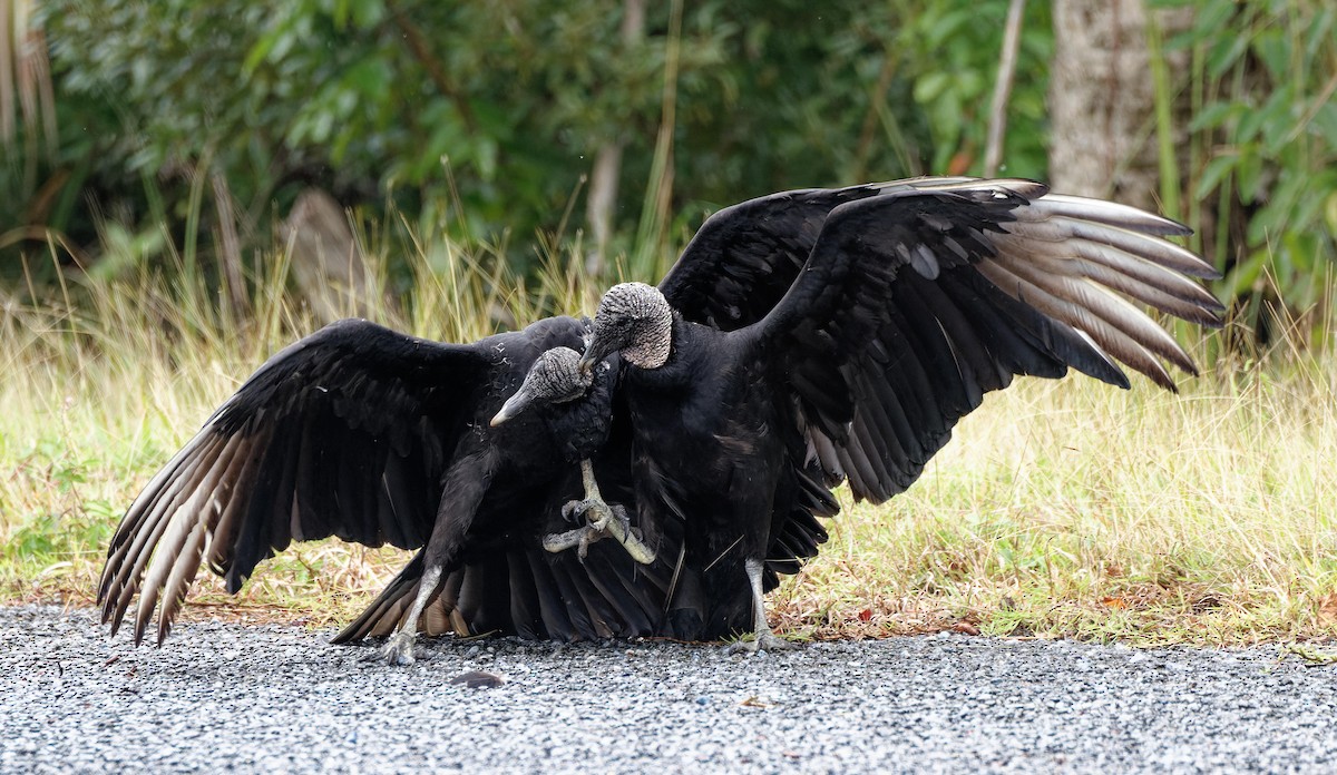 Black Vulture - ML614932989