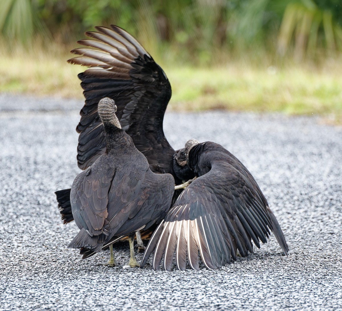 Black Vulture - ML614932991