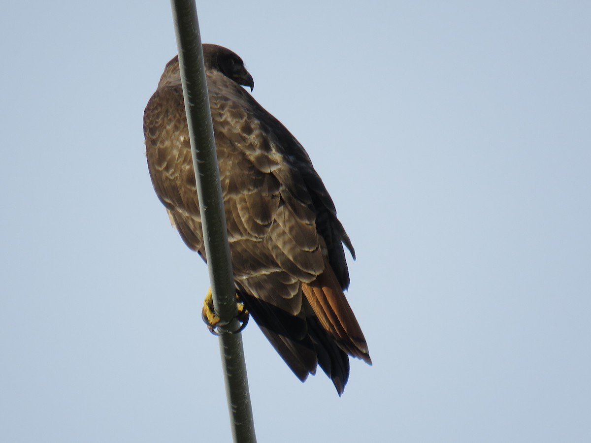 Red-tailed Hawk - ML614933076