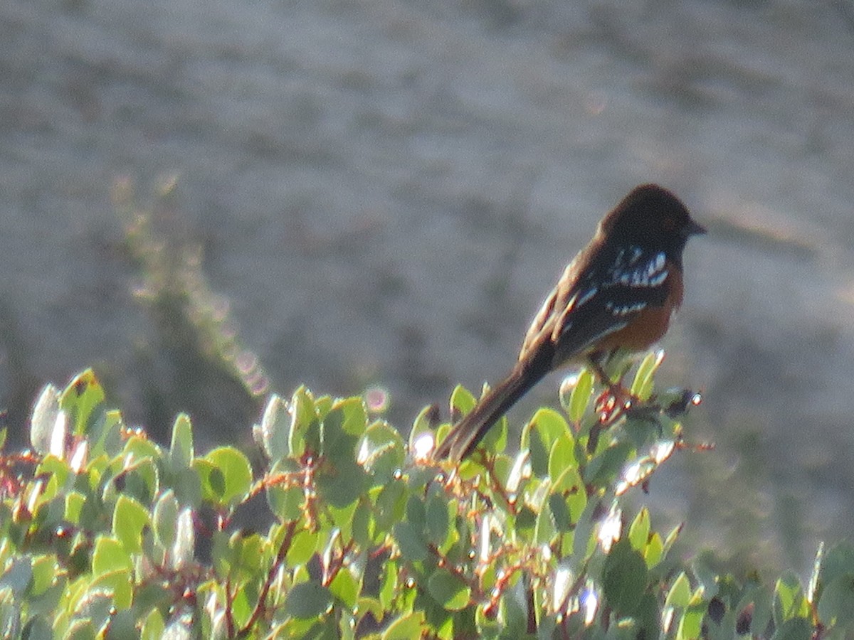 Spotted Towhee - ML614933089