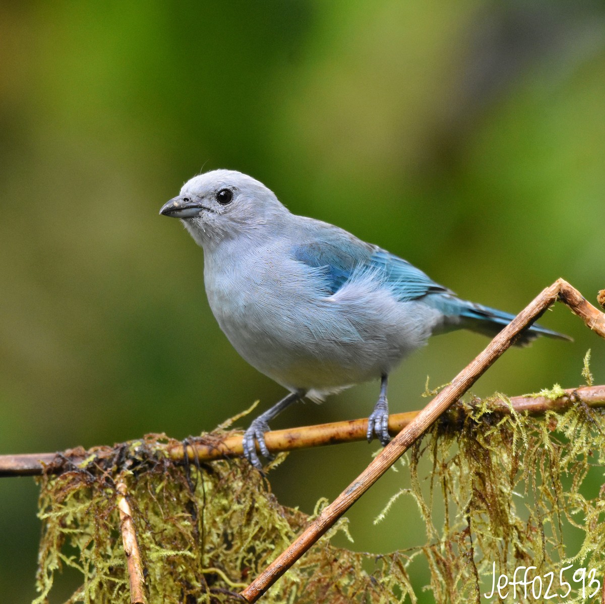 Blue-gray Tanager (Blue-gray) - Jefferson  Morales