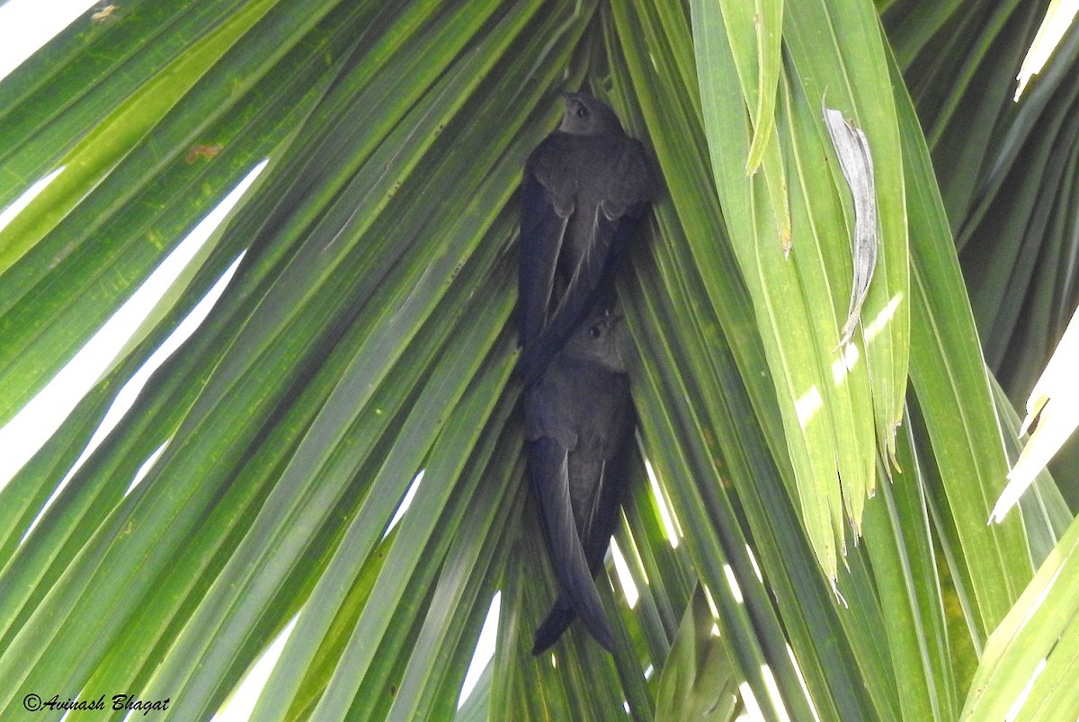 Asian Palm Swift - AVINASH BHAGAT