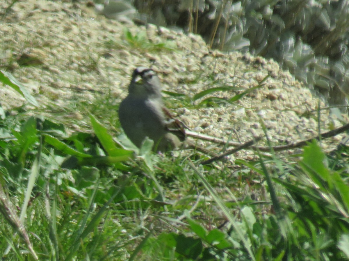 White-crowned Sparrow - ML614933203