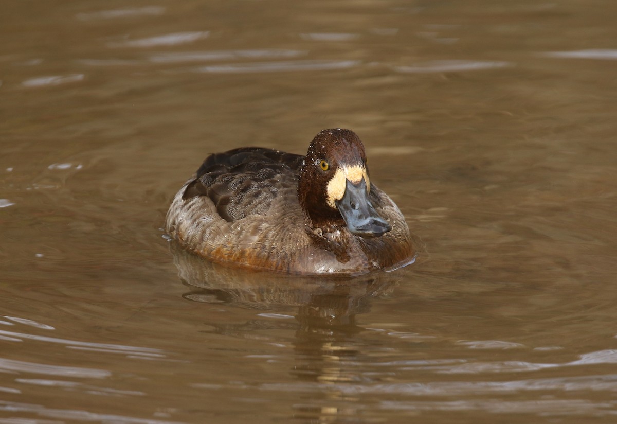Greater/Lesser Scaup - ML614933234