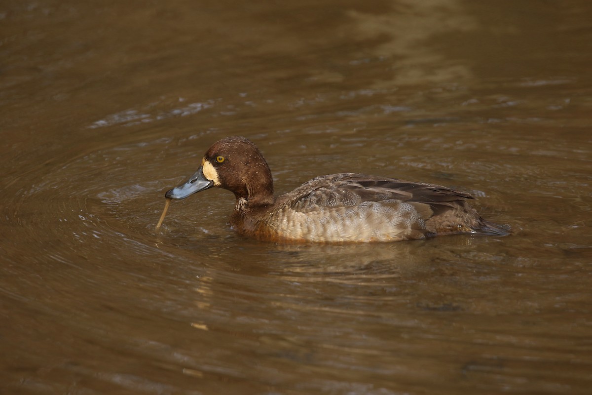 Greater/Lesser Scaup - ML614933236