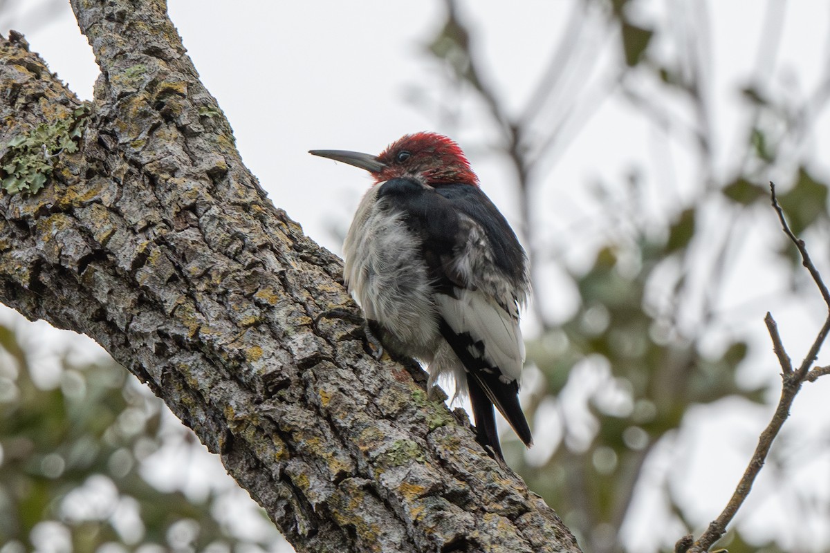 Red-headed Woodpecker - ML614933275