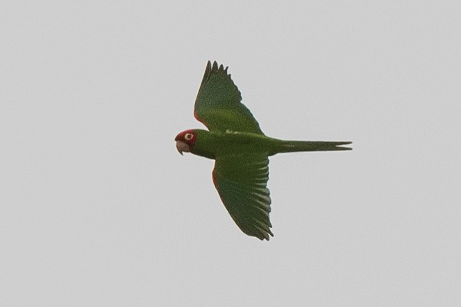 Red-masked Parakeet - ML614933301