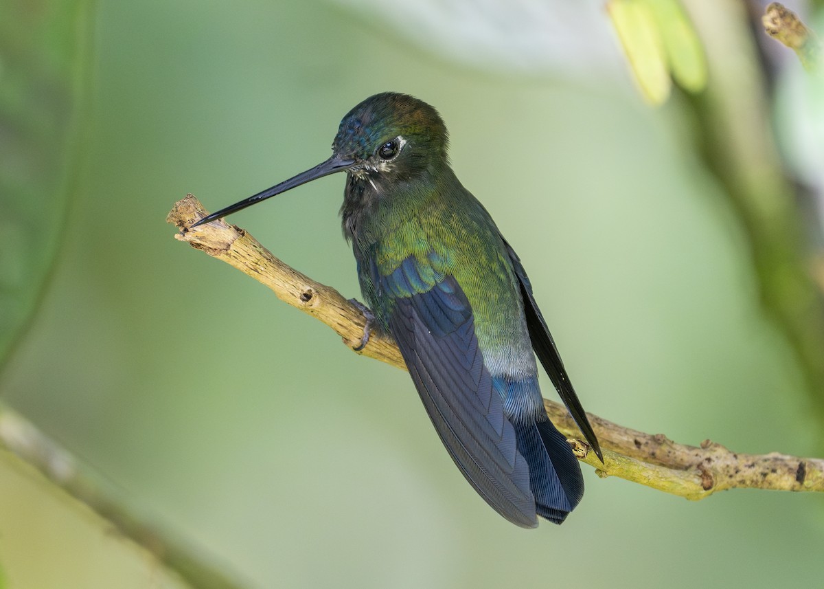 kolibřík modročelý - ML614933315