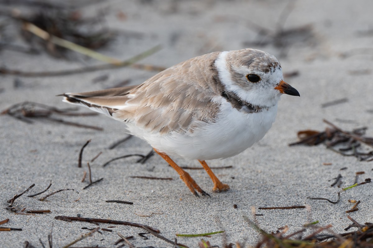 Piping Plover - ML614933394