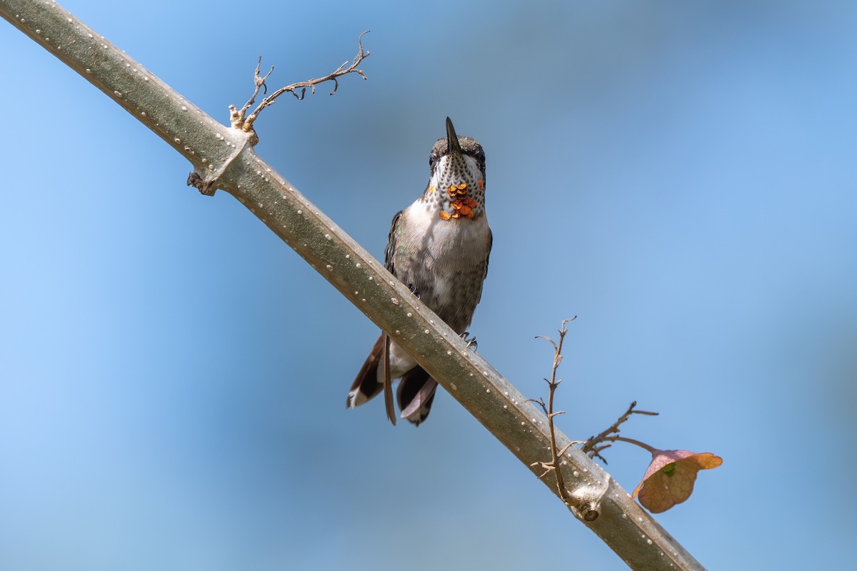 Ruby-throated Hummingbird - Dmitriy Aronov