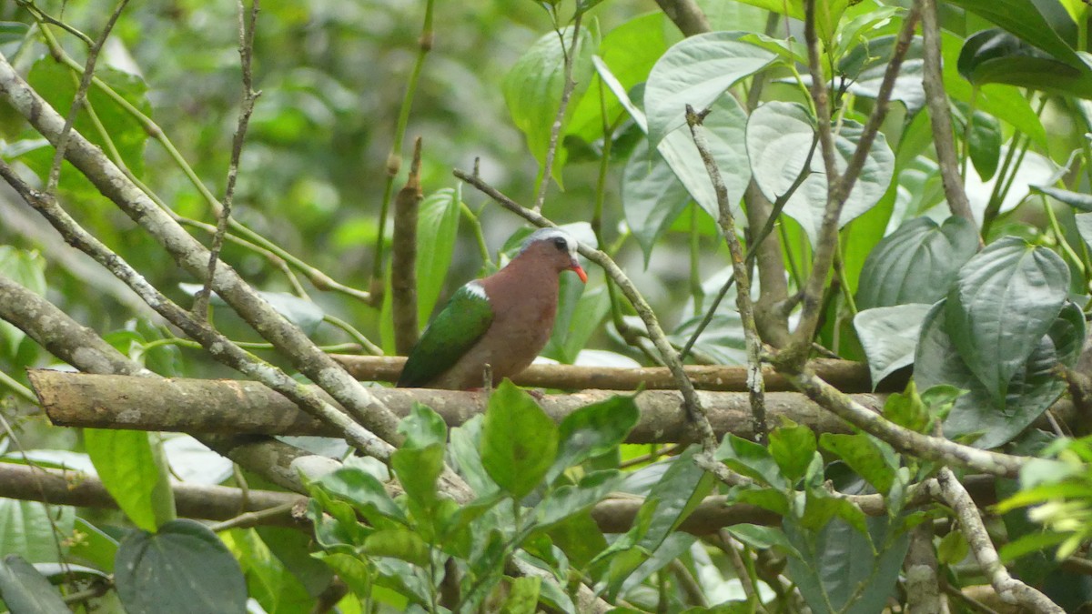 Asian Emerald Dove - ML614933551
