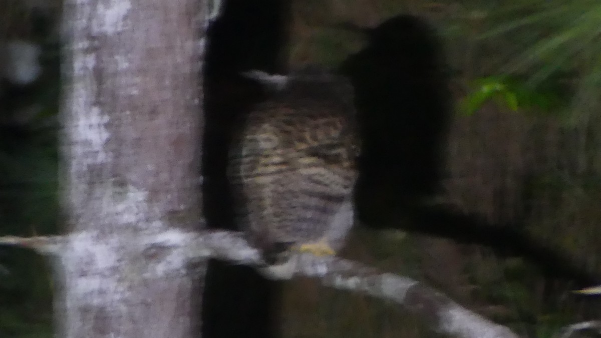 Spot-bellied Eagle-Owl - ML614933574