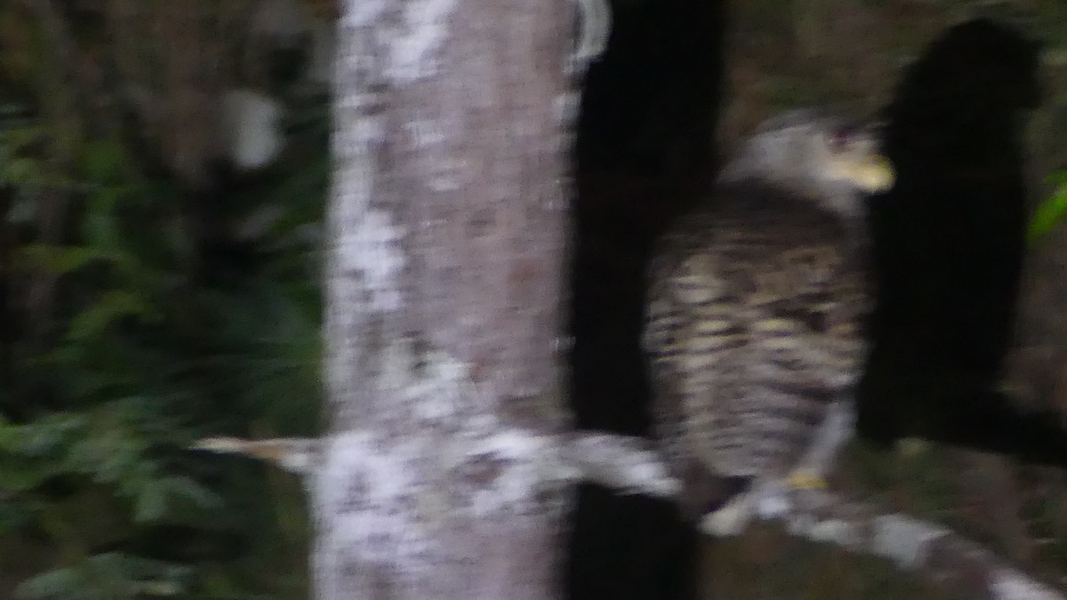 Spot-bellied Eagle-Owl - ML614933580