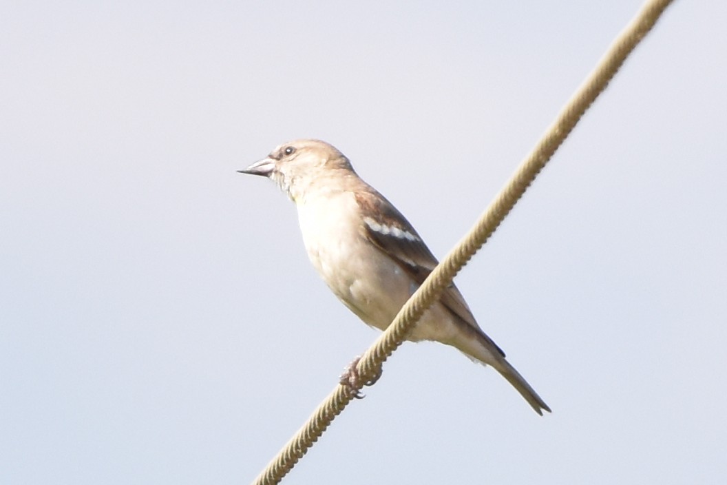 Yellow-throated Sparrow - Tejas Natu