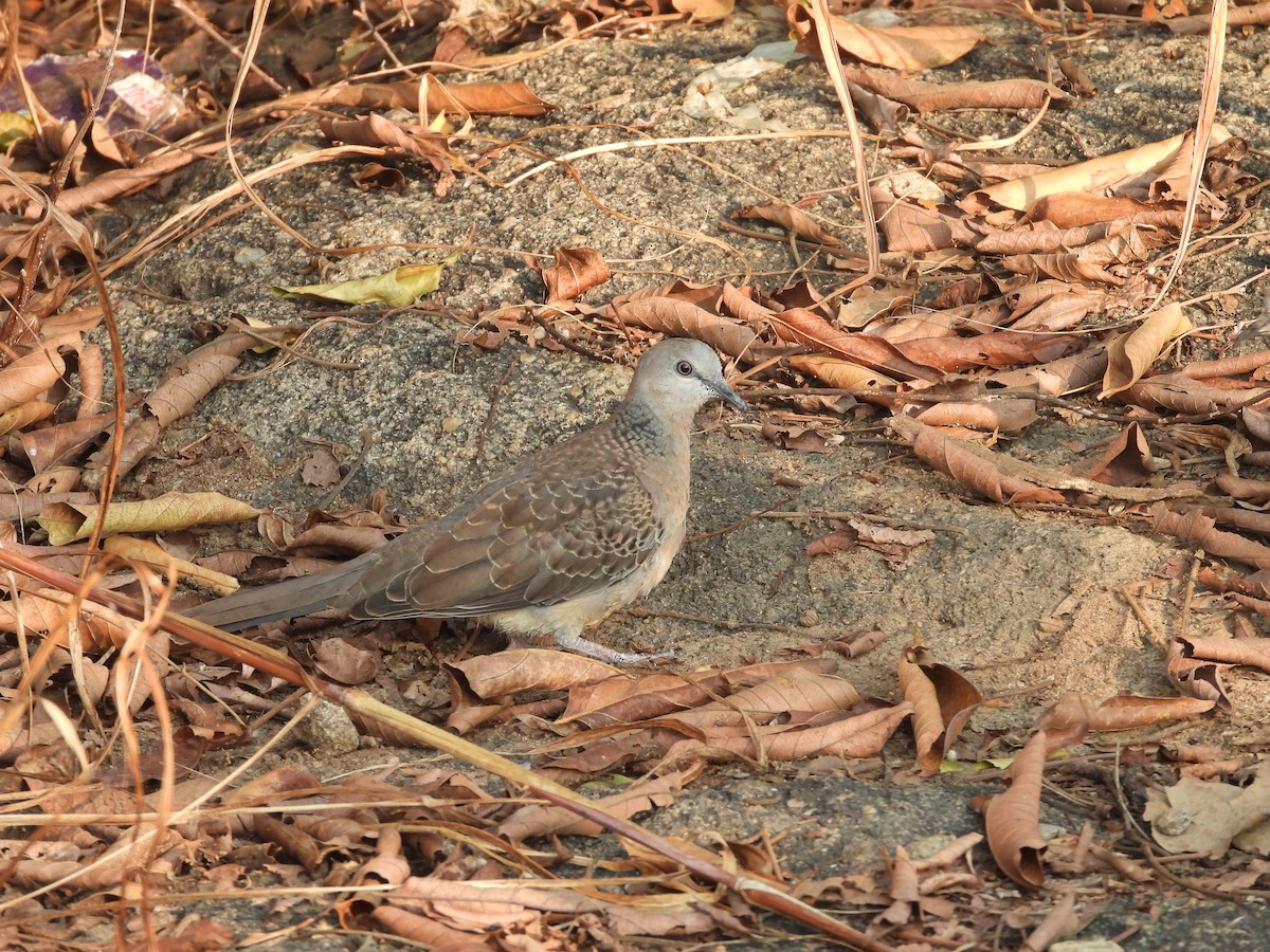 Spotted Dove - ML614933763