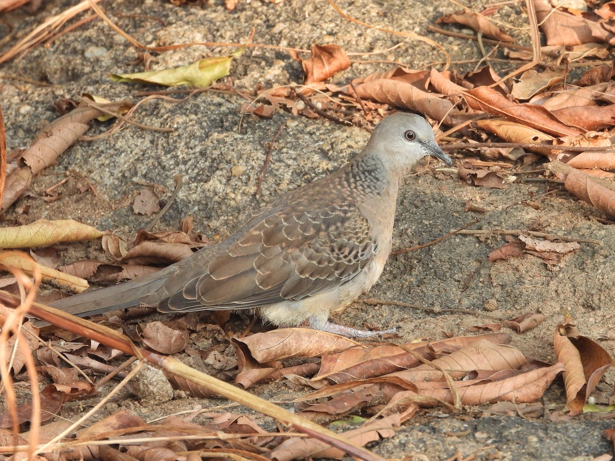 Spotted Dove - ML614933768