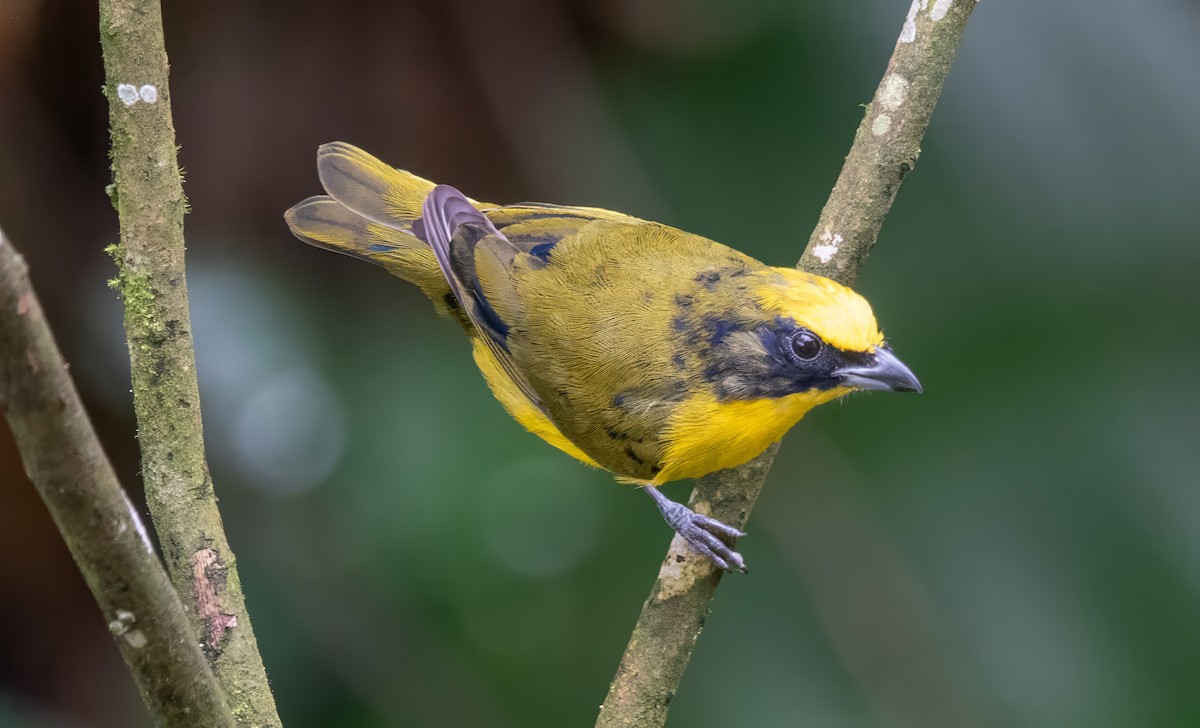 Thick-billed Euphonia (Thick-billed) - Gale VerHague