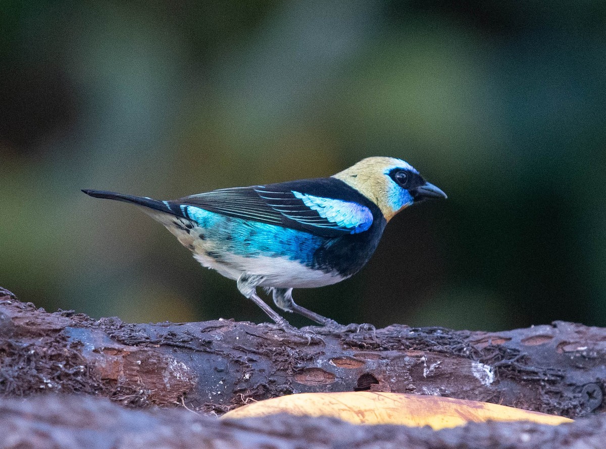 Golden-hooded Tanager - Clive Harris