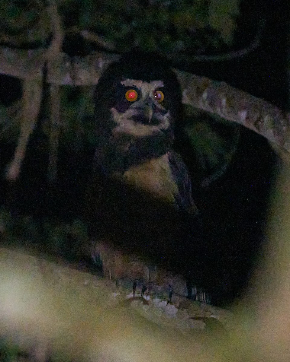 Spectacled Owl - ML614934276