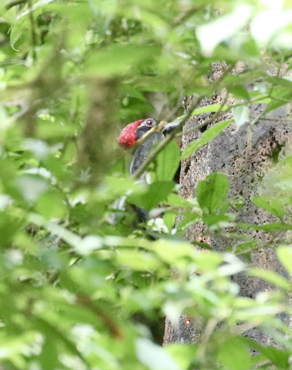 Crimson-bellied Woodpecker - ML614934395